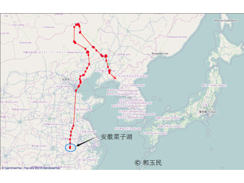 2015年12月揭示鸿雁迁徙新蹊径
