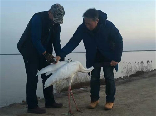 Z6人生就是博,湖南野活泼物追踪,湖南卫星追踪器,湖南追踪器
