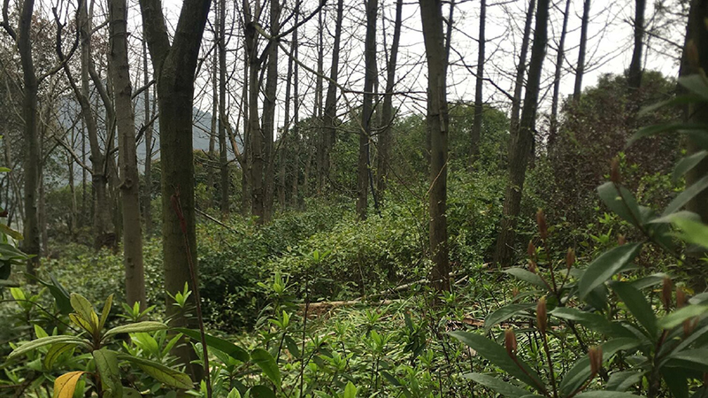 Z6人生就是博,湖南野活泼物追踪,湖南卫星追踪器,湖南追踪器