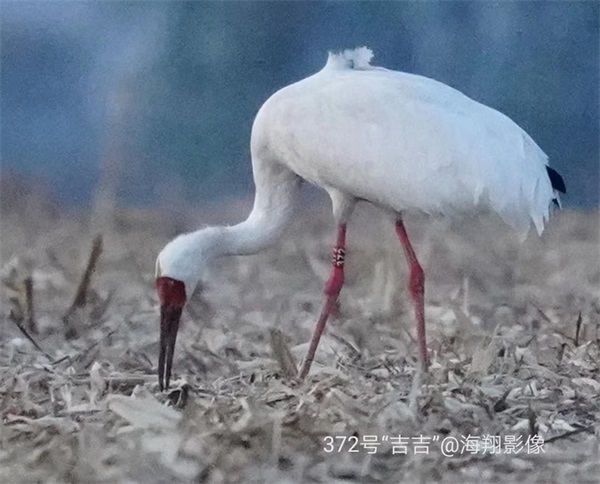 Z6人生就是博,湖南野活泼物追踪,湖南卫星追踪器,湖南追踪器