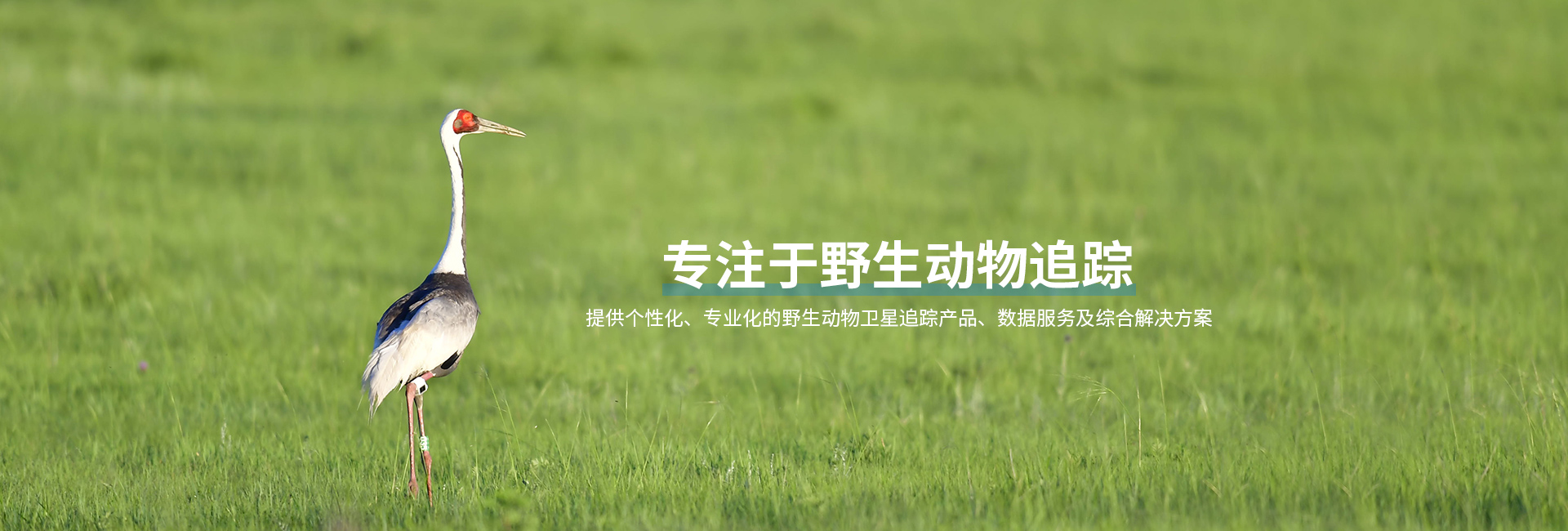 Z6人生就是博_湖南野活泼物追踪|湖南卫星追踪器