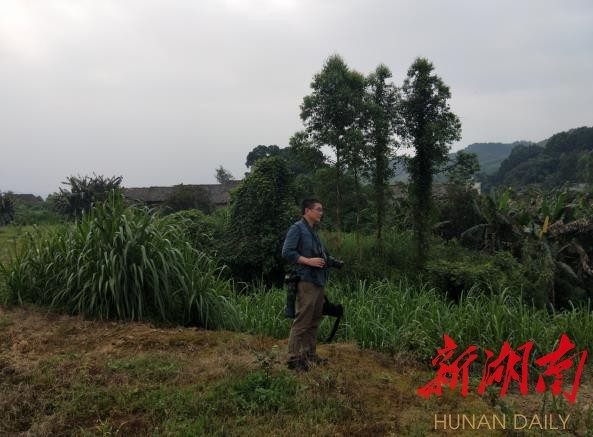 攸县兴林油茶,油茶苗,油茶果,轻基质杯苗,裸根苗,油茶苗价值,油茶苗批发,油茶苗基地