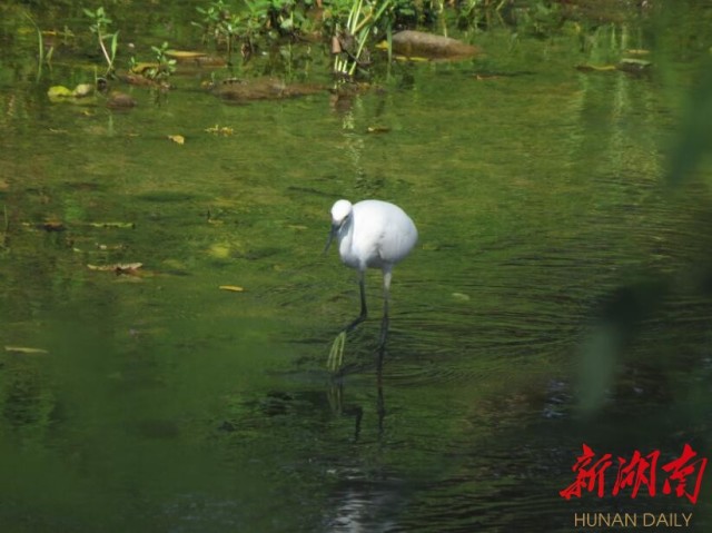攸县兴林油茶,油茶苗,油茶果,轻基质杯苗,裸根苗,油茶苗价值,油茶苗批发,油茶苗基地