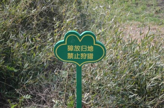 攸县兴林油茶,油茶苗,油茶果,轻基质杯苗,裸根苗,油茶苗价值,油茶苗批发,油茶苗基地