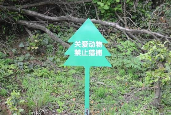 攸县兴林油茶,油茶苗,油茶果,轻基质杯苗,裸根苗,油茶苗价值,油茶苗批发,油茶苗基地