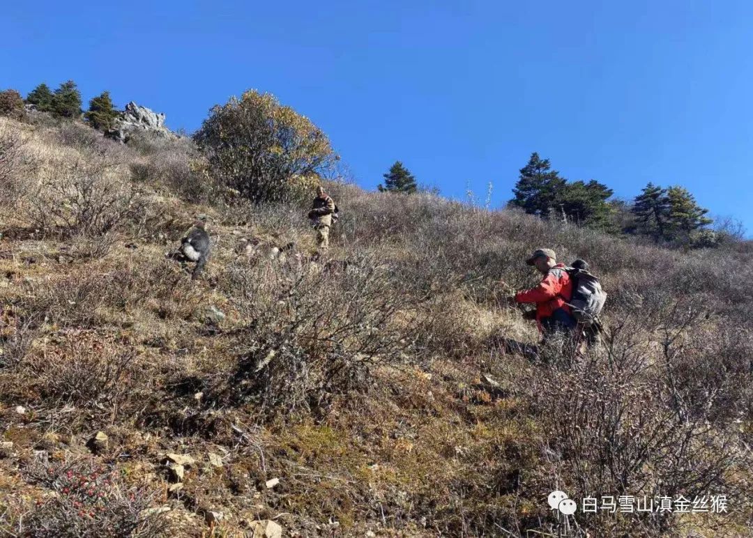 攸县兴林油茶,油茶苗,油茶果,轻基质杯苗,裸根苗,油茶苗价值,油茶苗批发,油茶苗基地