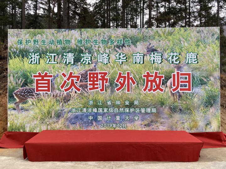 攸县兴林油茶,油茶苗,油茶果,轻基质杯苗,裸根苗,油茶苗价值,油茶苗批发,油茶苗基地