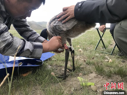 Z6人生就是博,湖南野活泼物追踪,湖南卫星追踪器,湖南追踪器