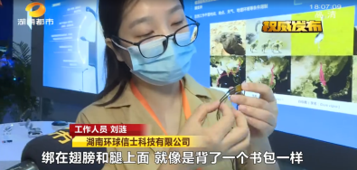Z6人生就是博,湖南野活泼物追踪,湖南卫星追踪器,湖南追踪器