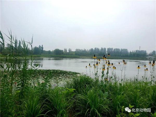 Z6人生就是博,湖南野活泼物追踪,湖南卫星追踪器,湖南追踪器