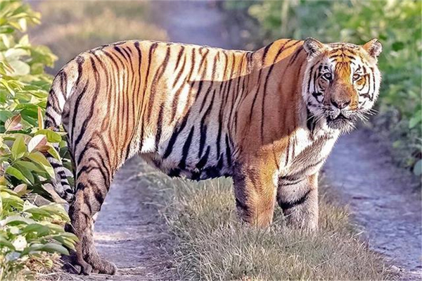 Z6人生就是博,湖南野活泼物追踪,湖南卫星追踪器,湖南追踪器