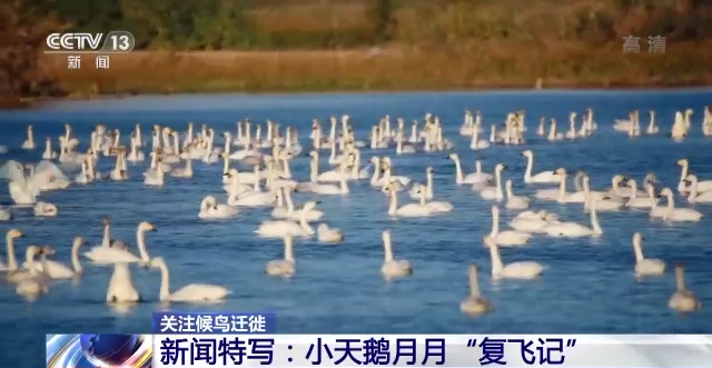 Z6人生就是博,湖南野活泼物追踪,湖南卫星追踪器,湖南追踪器