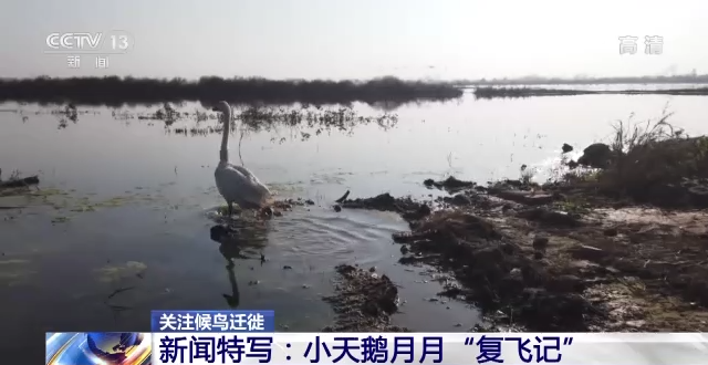 Z6人生就是博,湖南野活泼物追踪,湖南卫星追踪器,湖南追踪器