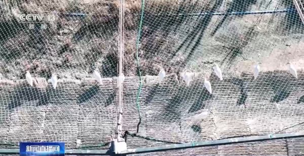 Z6人生就是博,湖南野活泼物追踪,湖南卫星追踪器,湖南追踪器