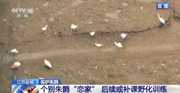 Z6人生就是博,湖南野活泼物追踪,湖南卫星追踪器,湖南追踪器