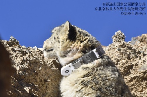 Z6人生就是博,湖南野活泼物追踪,湖南卫星追踪器,湖南追踪器